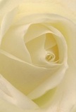 This evocative close-up image transports you into the very heart of a cream-white rose, the work of a dedicated Blackfriars florist whose artistry shines in every gentle curve. Each petal unfurls gracefully, their soft, velvet texture catching the subtle morning light that echoes Blackfriars' quiet corners and historic lanes. Glimmering ivory and barely-there shadows dance across the bloom, creating a sense of depth and solemn tranquility. The mood is one of serene contemplation, perfect for moments of sympathy, deep admiration, or celebrating a new chapter just steps from Blackfriars Bridge. Brewing just behind the vivid image is an imagined scent: gentle, fresh, and quietly uplifting. With each look, you are reminded not merely of a flower, but of the personal emotion and expertise devoted to every arrangement delivered with care throughout Blackfriars' vibrant community.